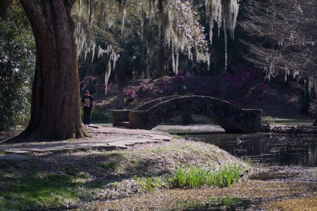 Mooi jungle achtig park op Avery Island